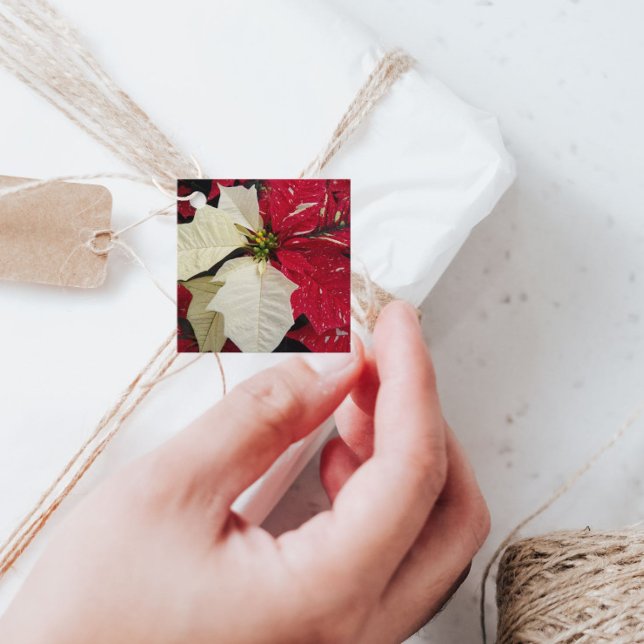 Red and White Variegate Poinsettia Holiday Geschenkanhänger (In Situ)