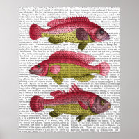 Red and Yellow Fantasy Fish Trio