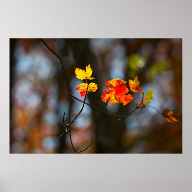 Red and Yellow Leaves Poster (Vorne)