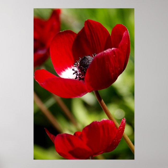 Red Anemone Blume Poster (Vorne)