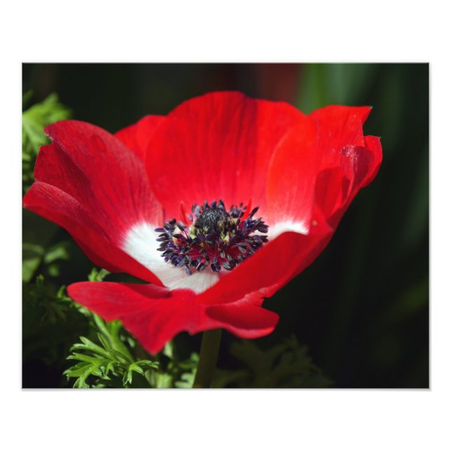 Red Anemone Fotodruck (Vorne)