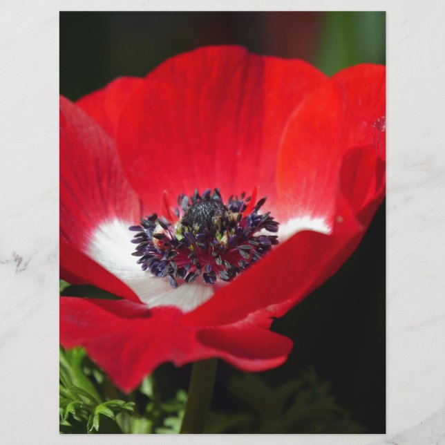 Red Anemone.JPG (Vorderseite)