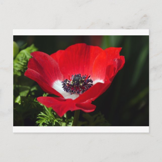 Red Anemone.JPG Postkarte (Vorderseite)