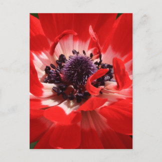 Red Anemone Postkarte