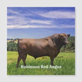 Red Angus Bull  Magnetkarte