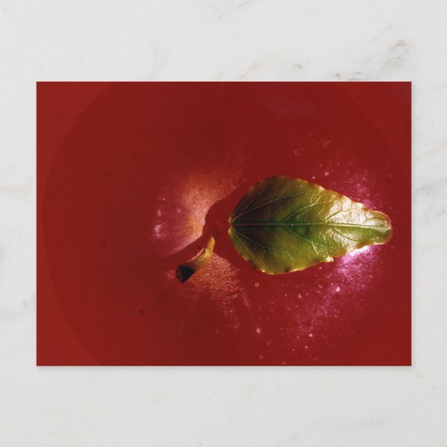 Red Apple Postkarte (Vorderseite)
