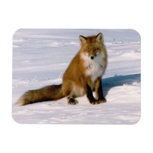 Red Arctic Winter Fox Kühlschrank flexibel Magnet