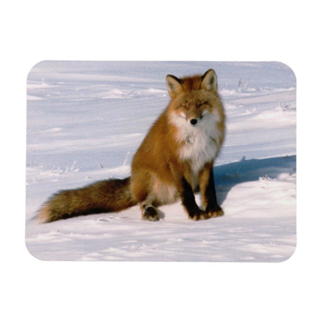 Red Arctic Winter Fox Kühlschrank flexibel Magnet (Horizontal)
