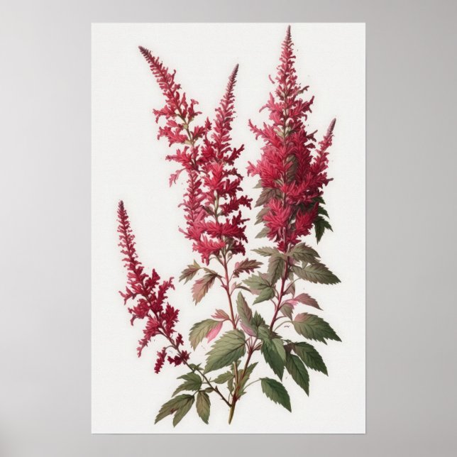 Red Astilbe Blumen Art Print Poster (Vorne)