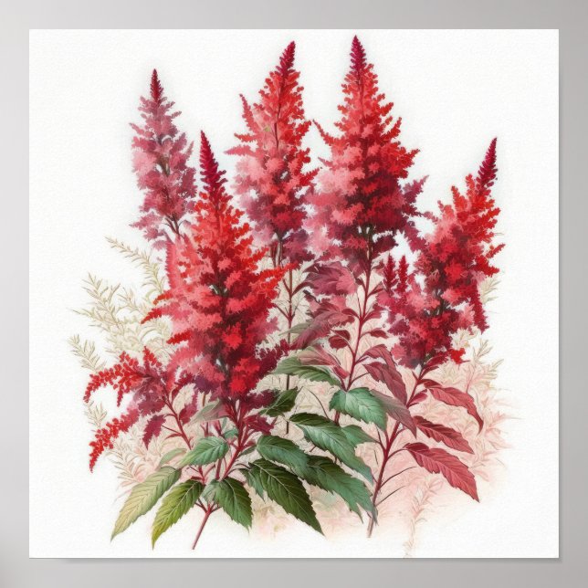 Red Astilbe Blumen Art Print Poster (Vorne)