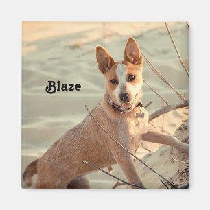 Red Australian Cattle Dog - Heeler - im Schnee Magnet