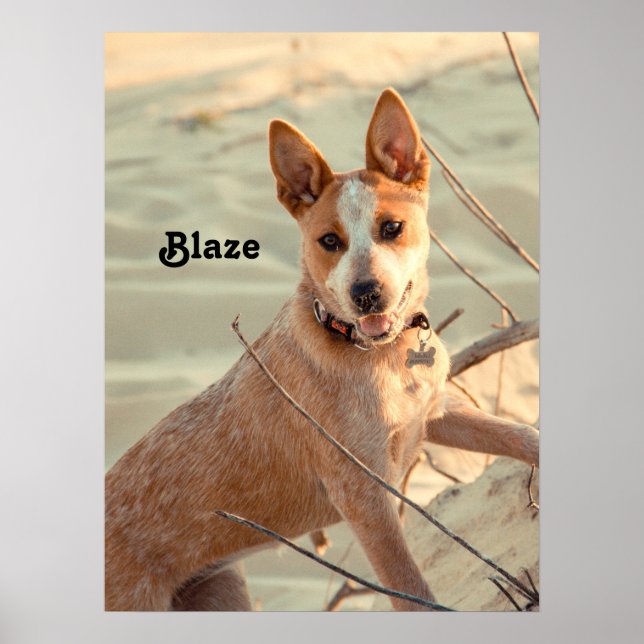 Red Australian Cattle Dog - Heeler - im Schnee Poster (Vorne)