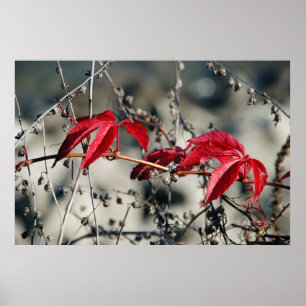 Red Autumn Canvas Print Poster