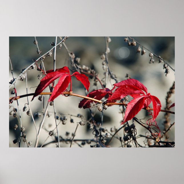 Red Autumn Canvas Print Poster (Vorne)