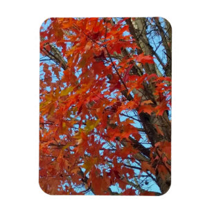 Red Autumn Leaves Magnet