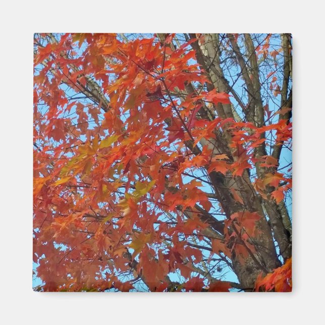 Red Autumn Leaves Magnet (Vorne)