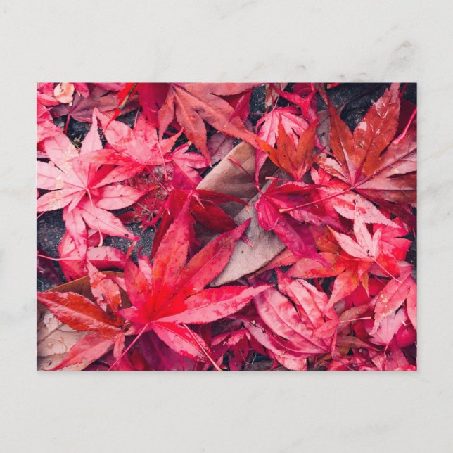 Red Autumn Leaves Postkarte (Vorderseite)