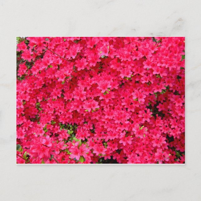 Red Azalea Blume Patch Postkarte (Vorderseite)