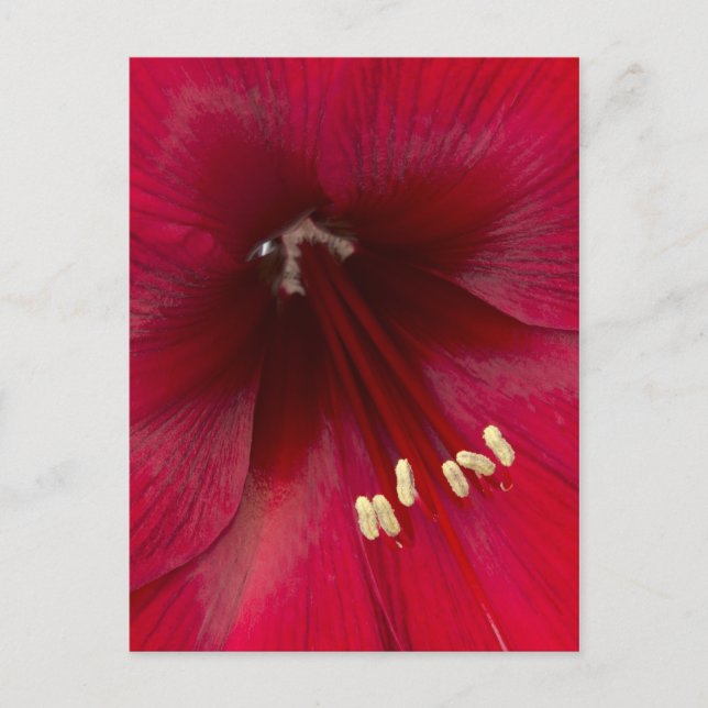 Red Azalea Closeup Postkarte (Vorderseite)