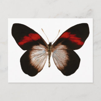 Red Banded Pereute - Anpassbar Postkarte