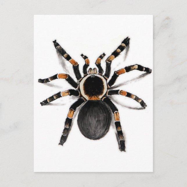 Red Banded Tarantula Spider Postkarte (Vorderseite)