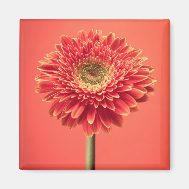 Red Barberton Gerbera Daisy Blume Magnet (Vorne)