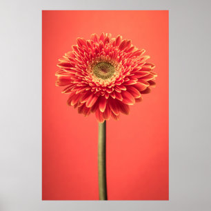 Red Barberton Gerbera Daisy Blume Poster