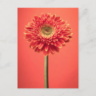 Red Barberton Gerbera Daisy Blume Postkarte
