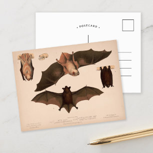 Red Bat, Little Brown Bat   Louis Prang & Co. Postkarte