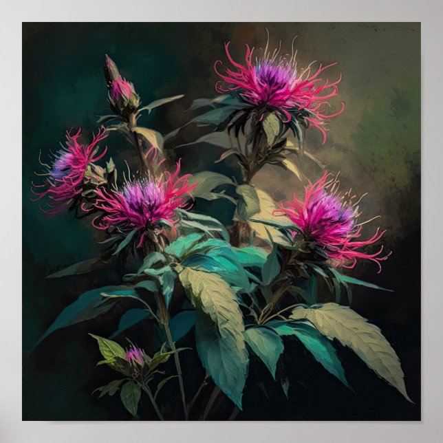 Red Bee Balm Blume Art Print Poster (Vorne)