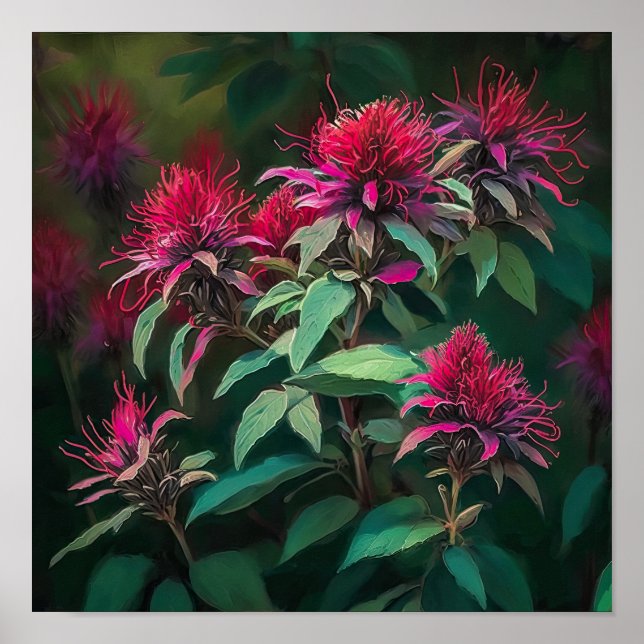 Red Bee Balm Blume Art Print Poster (Vorne)