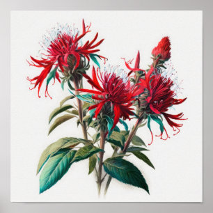 Red Bee Balm Blume Art Print Poster