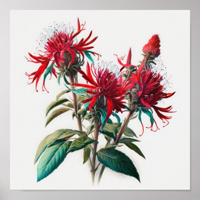 Red Bee Balm Blume Art Print Poster (Vorne)