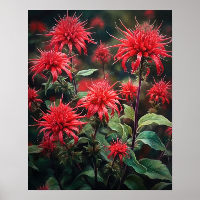 Red Bee Balm Blume Art Print Poster (Vorne)