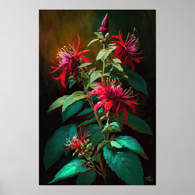 Red Bee Balm Blume Art Print Poster (Vorne)