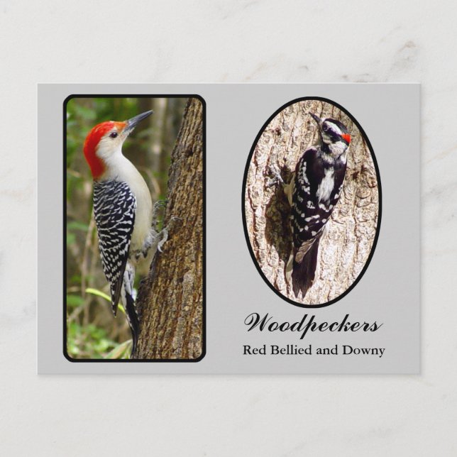 Red Bellied and Downy Woodpecker Postcard Postkarte (Vorderseite)
