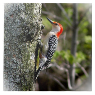 Red Bellied Woodpecker Fliese