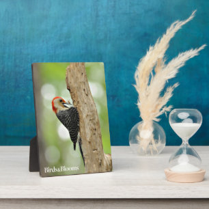 Red-Bellied Woodpecker Fotoplatte