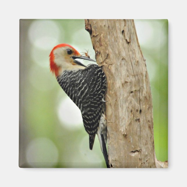 Red-Bellied Woodpecker Magnet (Vorne)