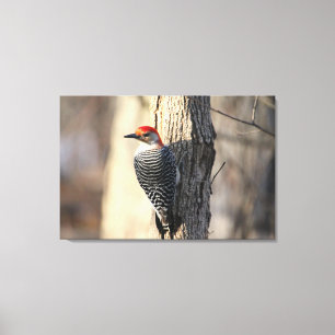 Red Bellied Woodpecker Portrait Leinwanddruck