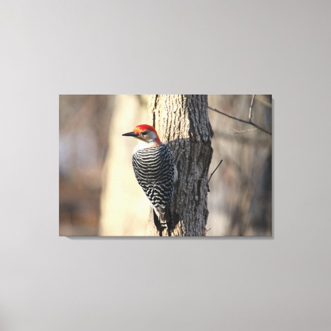 Red Bellied Woodpecker Portrait Leinwanddruck (Vorderseite)