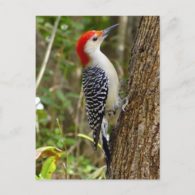 Red Bellied Woodpecker Postcard Postkarte (Vorderseite)