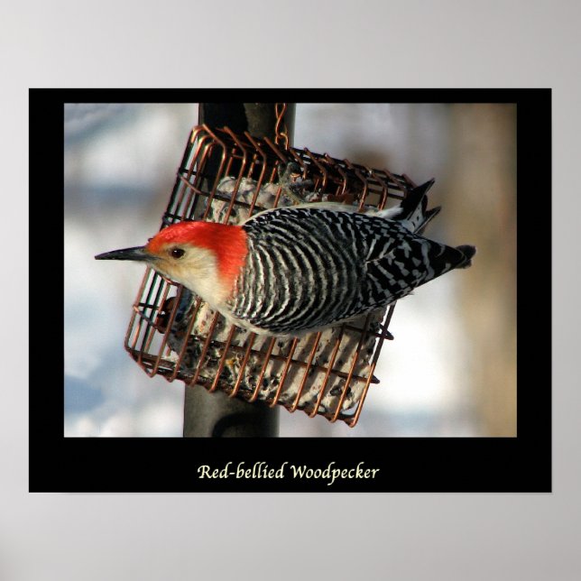 Red-Bellied Woodpecker Poster (Vorne)