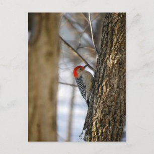 Red-Bellied Woodpecker Postkarte