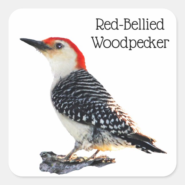 Red Bellied Woodpecker Quadratischer Aufkleber (Vorderseite)