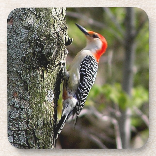 Red Bellied Woodpecker Square Untersetzer (Vorderseite)