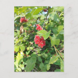 Red Berries Blank Card Postkarte