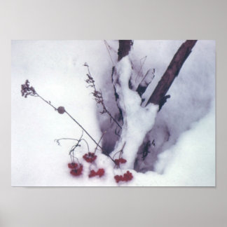 Red Berries on Snow Poster
