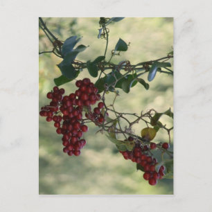 Red Berries Postcard Postkarte
