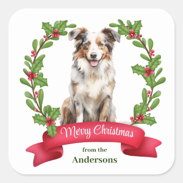 Red Berry Holly Banner Australian Shepherd Holiday Quadratischer Aufkleber (Vorderseite)